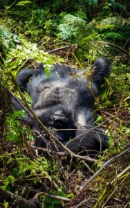 Rwanda_Gorillas