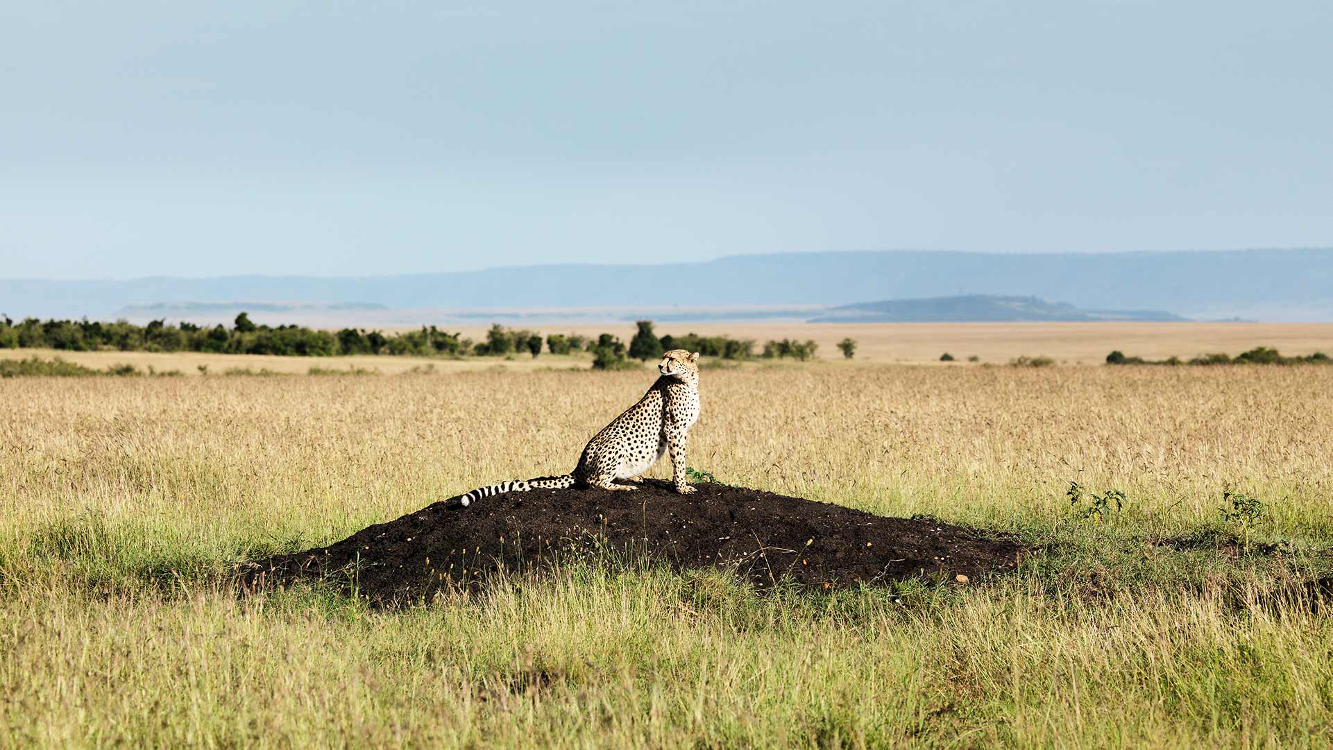 Kenya_Cheetah_Slider