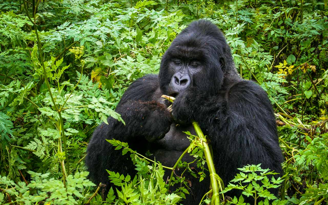 Mountain gorilla, Volcanoes National Park (Photo: traversingafrica.com)