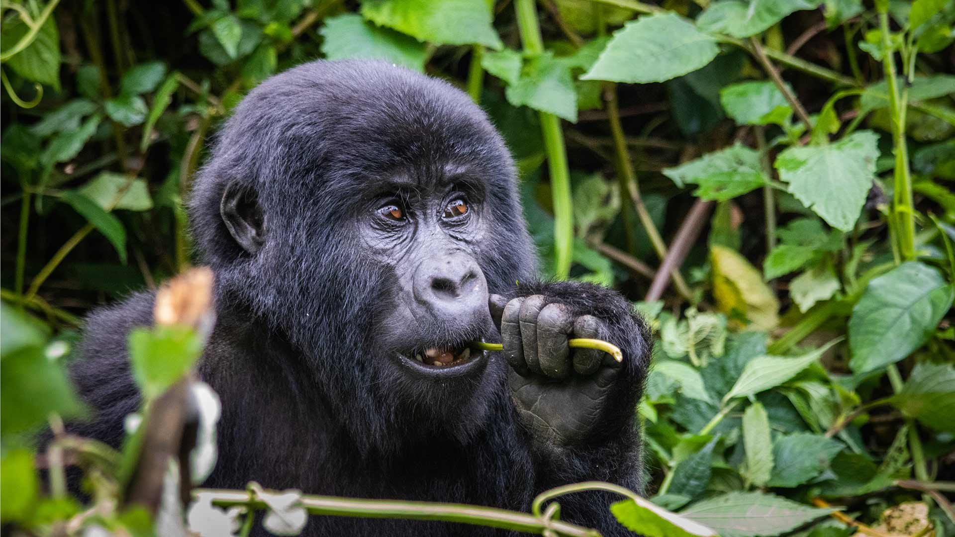 Uganda_Gorilla