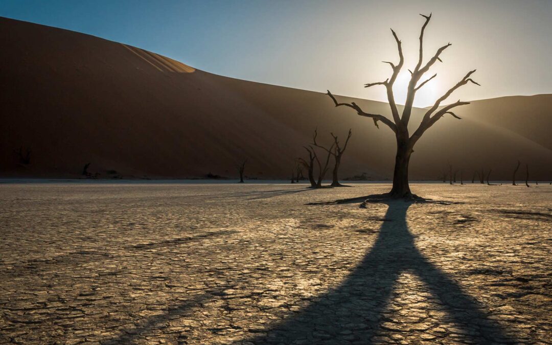 Deadvlei Tree silhouette in Namibia