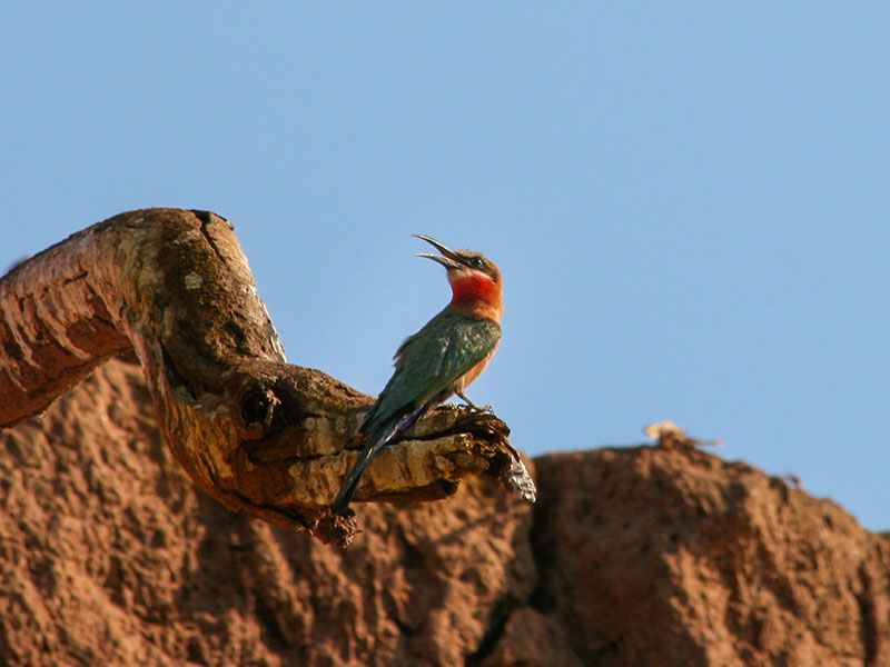 Bee-Eater at it nest in Zambia, Africa