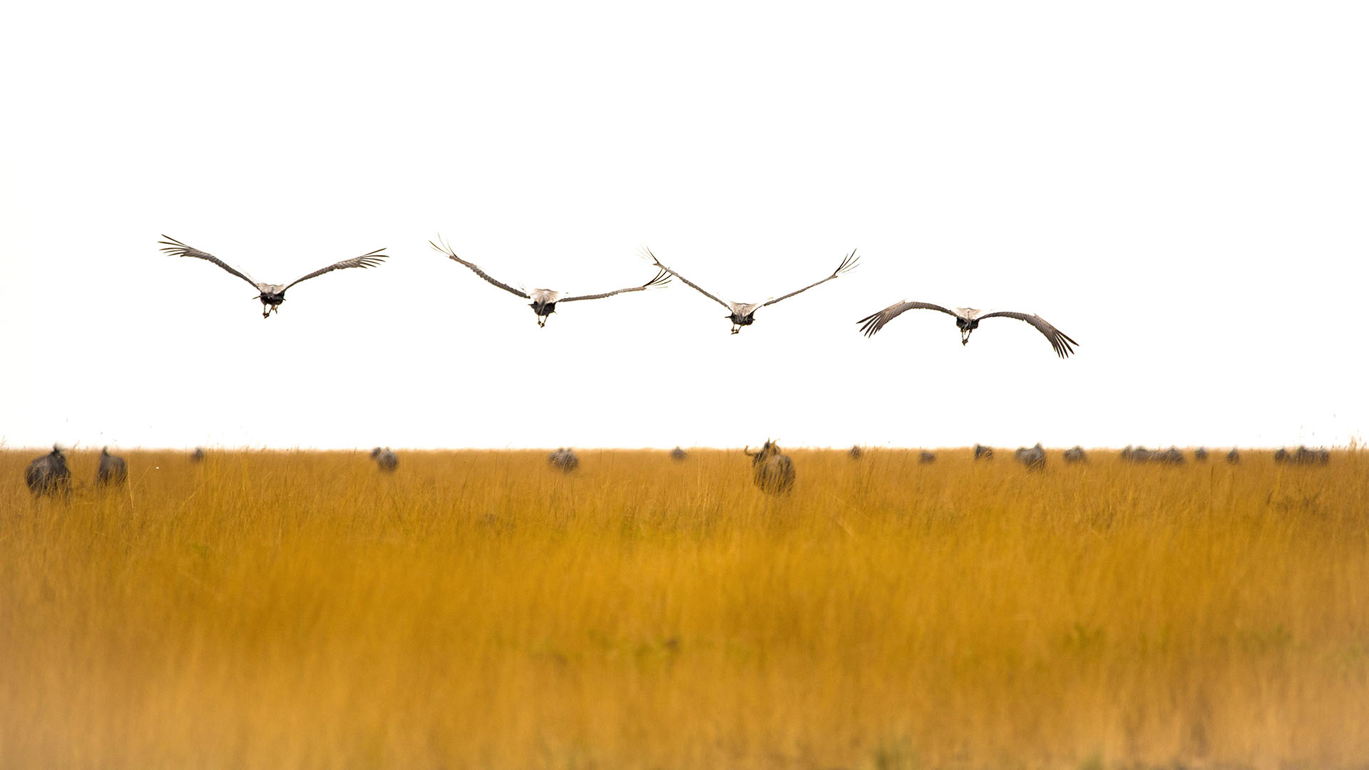 Birds flying in the bush, Zambia