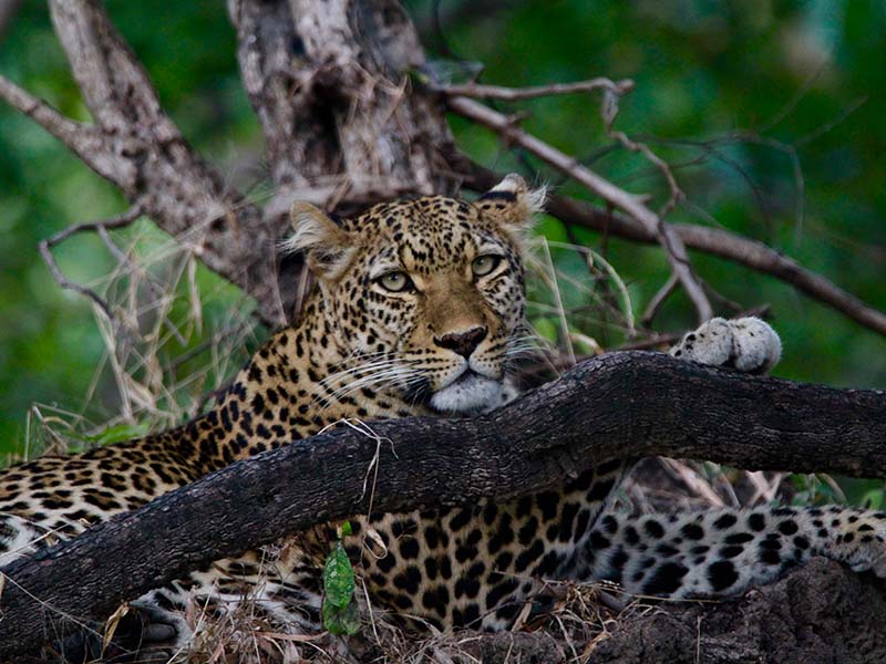 Leopard in the branches, Zambia, Africa