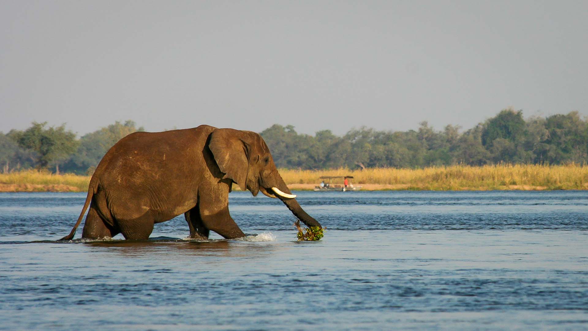 Elephant in the lower Zambezi River