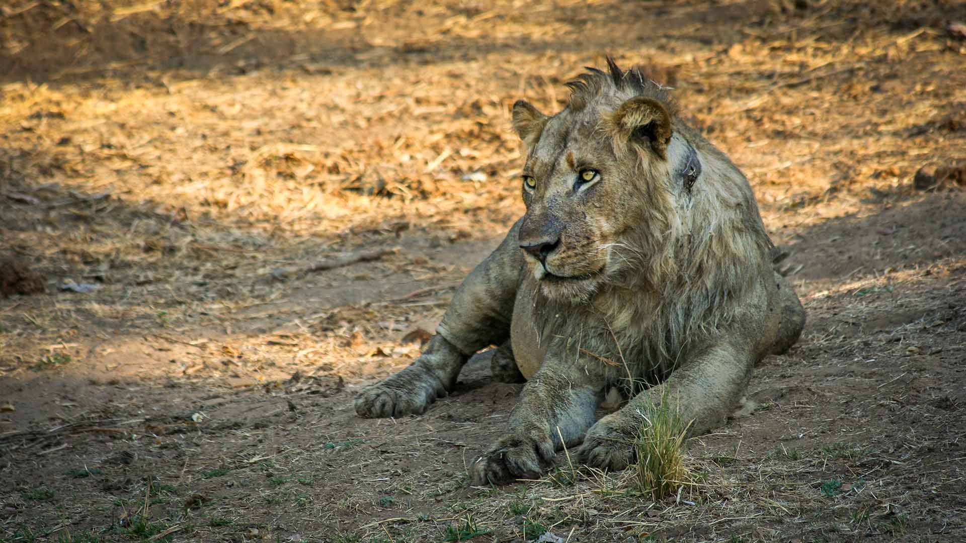 Lion in South Luangwa National Park