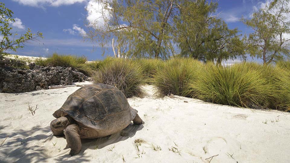 Tortoise on the beach in Seychelles