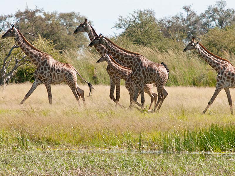 Giraffe running in the bush, Zimbabwe, Africa