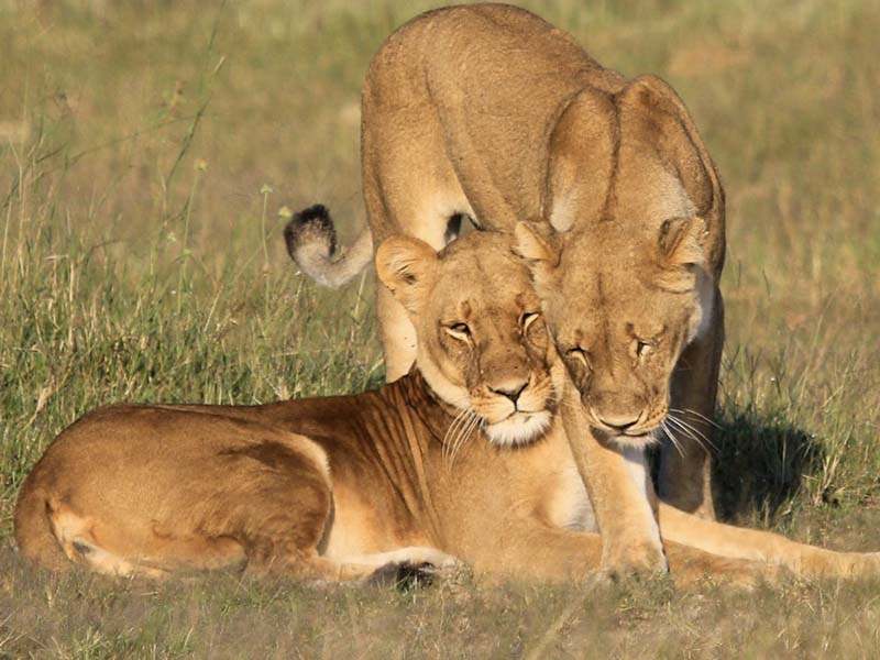 Lionesses enjoying the sun, Zimbabwe, Africa