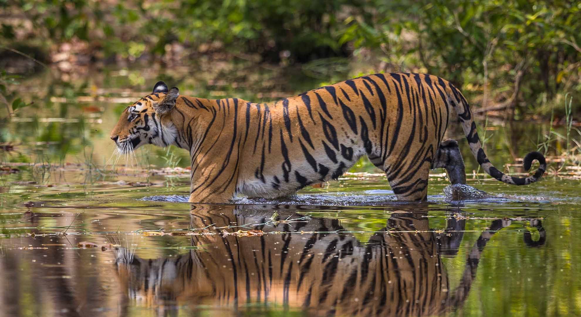 Majestic Tigers in India