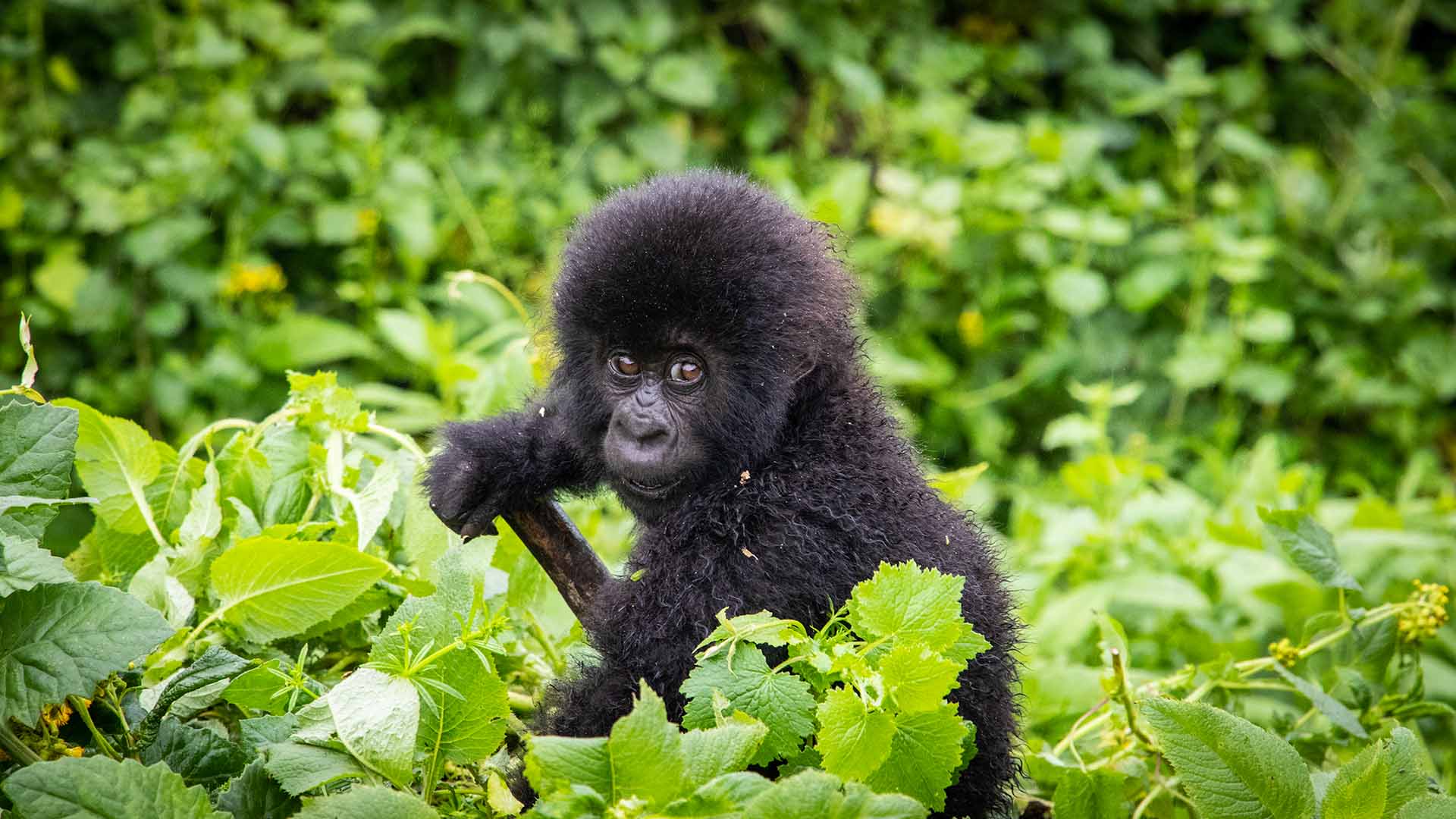 Baby Gorilla in Volcanoes National Park, Rwanda