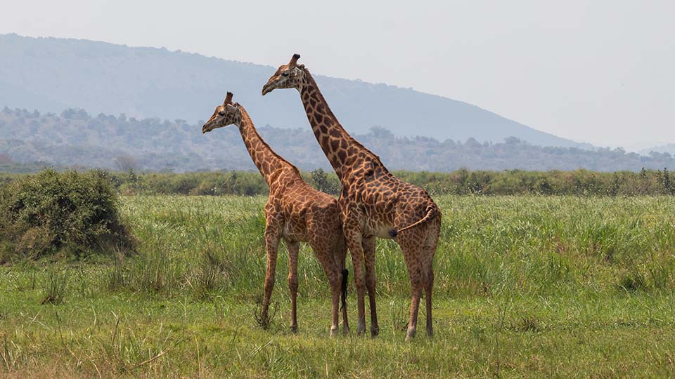 Giraffe in Akagera National Park, Rwanda