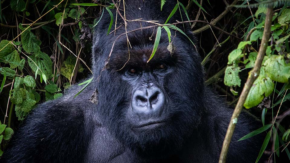 Silverback gorilla in Volcanoes National Park, Rwanda